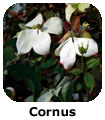 Cornus